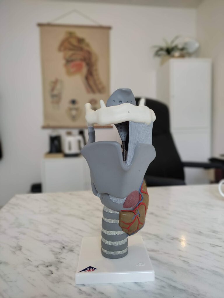 larynx logopedie strottenhoofd